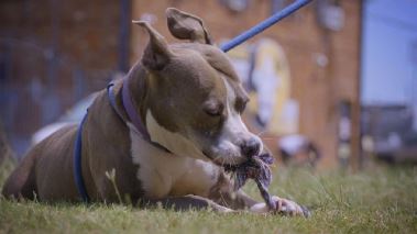 Pitbulls auf Bewaehrung