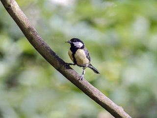 Die sozialen Netzwerke der Tiere
