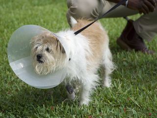 Critter Fixer: Zwei Tieraerzte fuer alle Felle