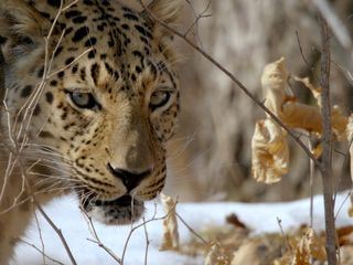 Die wilde Welt des Winters