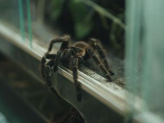 Re: Spinnen: Zwischen Furcht und Faszination