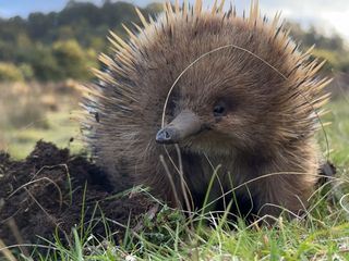 Tasmaniens wundersame Tierwelt