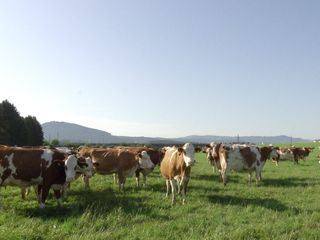 Wo Bio zu Hause ist - Die Heumilchregion im Salzburger Seenland