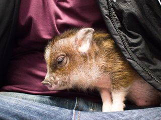 Die Tieraerzte von Houston