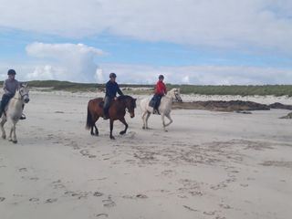 Connemara - Wie das Land, so das Pony