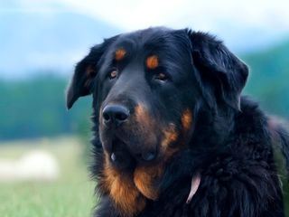 Der erste Freund des Menschen Der erste Freund des Menschen