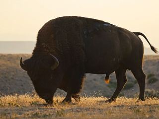 La grande prairie, le pacte du bison