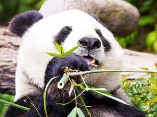 San Diego Zoo