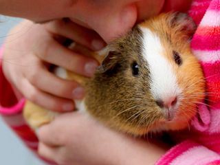 Heimat entdecken: Kleine Tiere - grosse Liebe