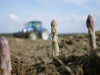 Spargel ohne Folie - Anders Ackern in Kalkwitz