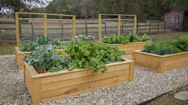 Homegrown - Aus Liebe zum Garten