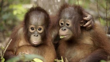 Att bli orangutang
