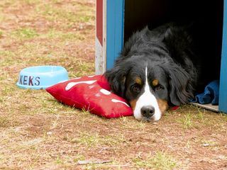 Loewenzaehnchen - Eine Schnueffelnase auf Entdeckungstour