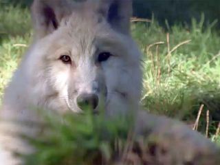 Der steirische Alpentierpark Mautern