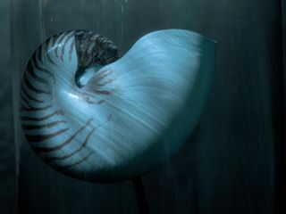 Nautilus