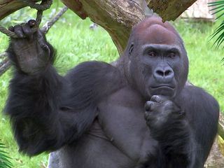 Elefant, Tiger & Co. Elefant, Tiger & Co.