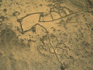 Raetselhafte Wuestendrachen