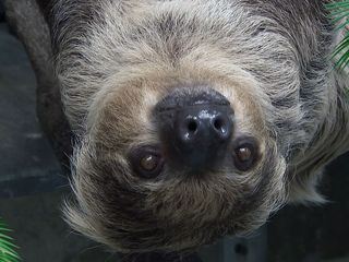 Elefant, Tiger & Co.