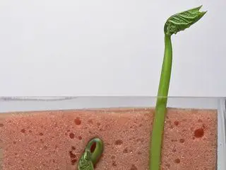 Die Sendung mit dem Elefanten