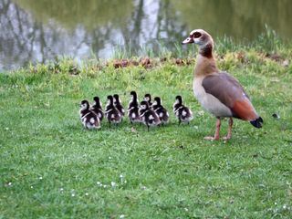 planet e.: Die Nilgans-Plage