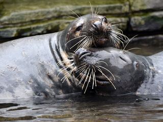 Leopard, Seebaer & Co.