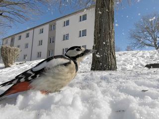 Zimmer frei? Die Baukunst der Spechte