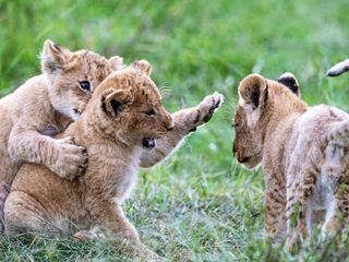 Big Cat Tales - Afrikas Raubkatzen