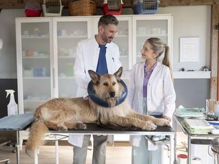 Tiere bis unters Dach