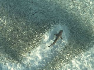 Logik der Vielen - Das Prinzip Schwarm