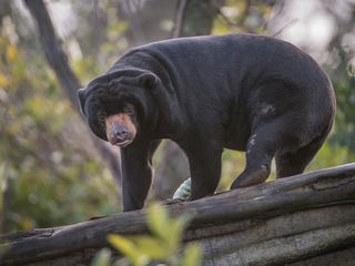 Zoo und so - Tierisch wild!