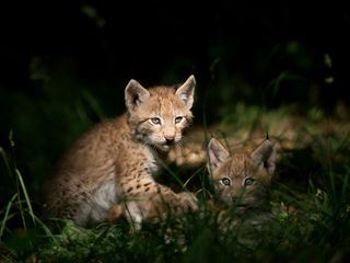 Wilde Tierkinder