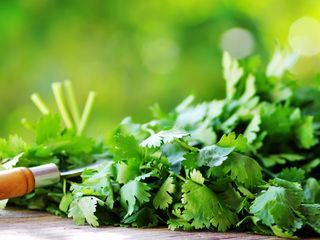 Kraeutergarten: Koriander