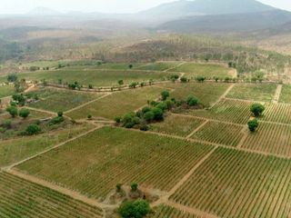 Die wunderbare Welt der Weine