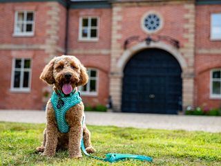 Hundeakademiet (8:8)