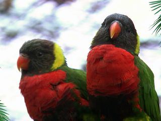 Elefant, Tiger & Co.