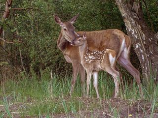 Das geheime Leben der Rothirsche