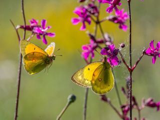Die Geschichte vom orangeroten Heufalter