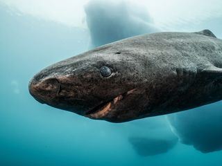 Expeditionen ins Tierreich