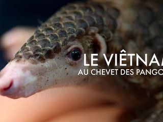 Vietnam - Die letzten Pangoline