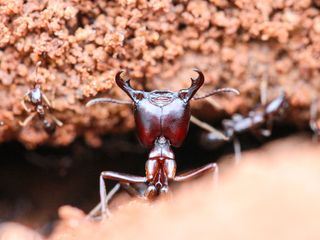 Die seltsamen Seiten der Natur