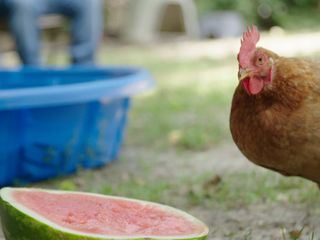 Die Tierschuetzer von New York