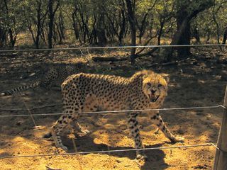 Das Waisenhaus fuer wilde Tiere - Abenteuer Afrika