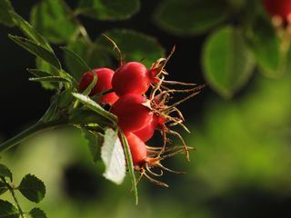 Schnittgut. Alles aus dem Garten