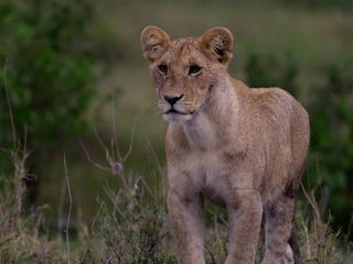 Das geheime Leben der Raubkatzen