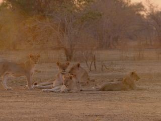 Afrikas Jaeger