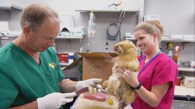 Tierarzt Dr. Jeff - Der Rocky Mountain Doc