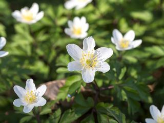 Schnittgut. Alles aus dem Garten