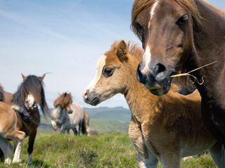 Wales - Grossbritanniens wilder Westen