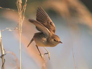 Von Äpfeln, Wildgaensen und Teichrohrsaengern