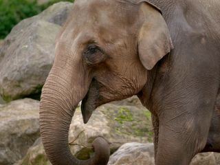 Zoo und so - Tierisch wild!